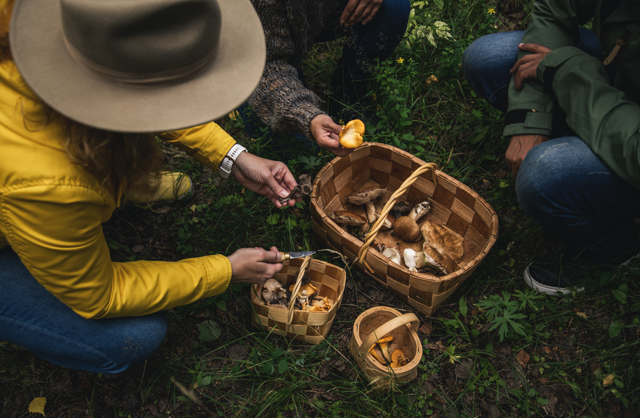 sienikori-nuuksion-.taika-1300